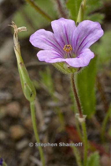 erodium botrys 7 graphic